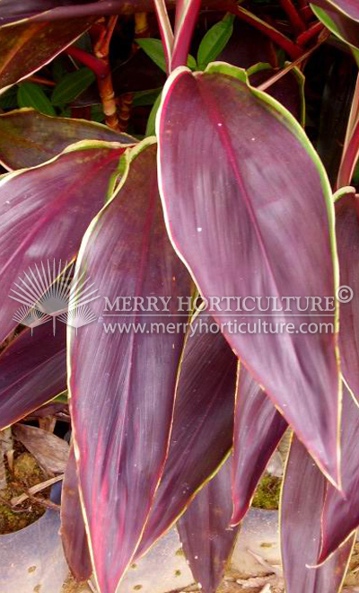 Cordyline maroon spp